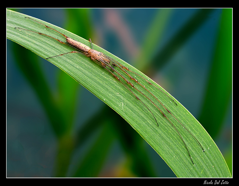 Tetragnathidae